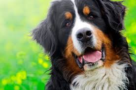 Hallo ist es vertretbar, wenn man 2x4 std wöchentlich arbeitet einen berner welpen aufzunehmen? Wie Alt Werden Berner Sennenhunde Lebenserwartung Tierischehelden