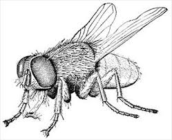 Black And White Insect Drawings Free Housefly 2 Clipart Free Clipart Graphics Images And Photos Insect Coloring Pages Fly Drawing Insect Art