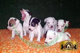 Bestdog Heaven Bursa Kopek Ciftiligi Satilik Kopek Ilanlari Kopek Yavru Kopek Bursa