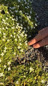 Image result for Tephrosia paniculata
