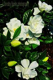 How To Grow Gardenia Flowers Gardenia Plant Gardenia Trees Growing Gardenias