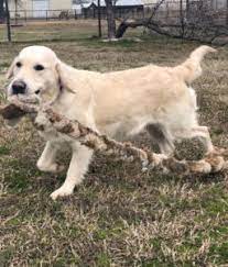 Check spelling or type a new query. Golden Retrievers
