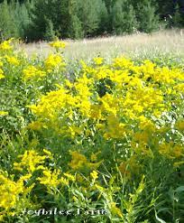 Goldenrod For Natural Health Joybilee Farm Diy Herbs Gardening