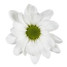 Check spelling or type a new query. White Daisy Spray Mums Florabundance Wholesale Flowers