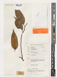 Image result for Shirakiopsis