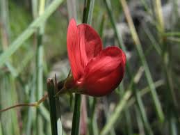 Image result for Lathyrus sphaericus