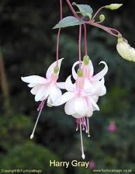 Risultati immagini per Naturaleza perfecta. Fuchsia.