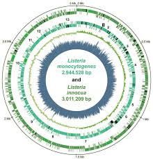 Los veterinarios, claves en Salud Pública Listeria: historia de la histeria