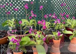 Image result for Indigofera pulchra