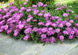 Image result for Lampranthus spp.