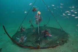 Common target species in the florida keys include grouper, snapper and hogfish. Lionfish Panhandle Outdoors