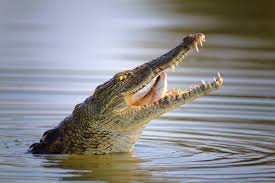 What's the difference between a crocodile and an alligator? Symbolic Alligator Meaning And Crocodile Meaning On Whats Your Sign