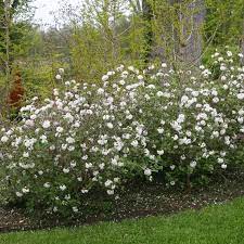 Zuzu Prunus Spring Meadow Wholesale Liners Spring Meadow Nursery