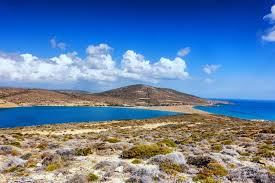 Image result for Sorindeia rhodesica