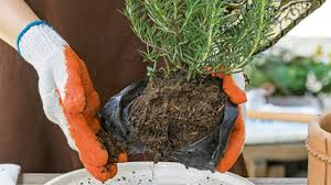 Maybe you would like to learn more about one of these? Strike Gold By Planting Your Own Labuyo Other Vegetables