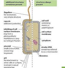 We did not find results for: Prokaryotic Cells Prokaryotes Definition Structure Parts Examples And Diagram Jotscroll