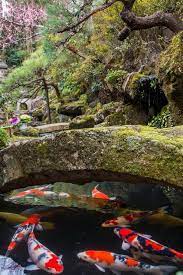 Photo About Koi Swimming Under Stone Bridge In A Japanese Garden With Cherry Blossom In Background In Kyoto Ja Japanese Garden Design Japanese Garden Koi Pond