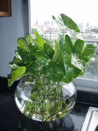 Image Result For Plants That Grow In Water Water Plants Indoor Indoor Water Garden Plants