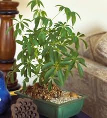 Image result for Schefflera