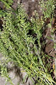 Image result for Coronopus integrifolius