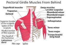 Top 10 Strongest Muscles In The Body Pouted Com Shoulder Blade Muscles Shoulder Muscles Shoulder Anatomy