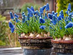 The Simple Guide To Planting Beautiful Bulbs Sunset