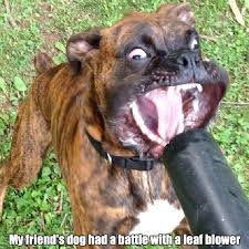 Entitled brides are a special kind of awful (26 pics). Leaf Blower Funny As Duck Funny Pictures Funny Animal Jokes Cute Funny Animals Funny Animal Pictures