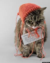 Image result for lolcats