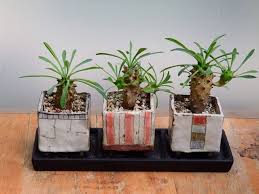 たじみ百景美濃焼たじみ陶器まつりで毎年1個づつ買っている risunoki の豆植木鉢峨眉山の苗を植えていますが3個セットになりました たじみ百景 tajimi100k 多治見 美濃焼 たじみ陶器まつり risunoki 植木鉢 峨眉山 たじみ発見インスタグラム展 findtajimi plants