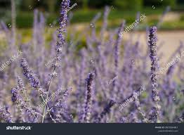 Image result for Perovskia atriplicifolia 'blue spire'