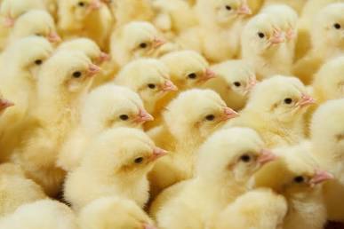 Bibit anak ayam (DOC) berkualitas super terlihat aktif dan cerah, buatan AI