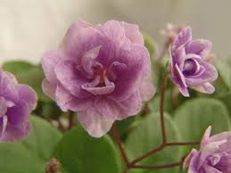 Miniature ivies & creeping ficus. Cirelda In 2 Pot 7 00 Fancy Bloomers African Violets