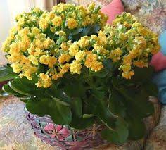 Kalanchoe Blossfeldiana Kalanchoe Blossfeldiana Planting Flowers Farm Gardens