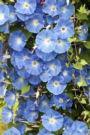 The Surprising Meanings Behind Your Favorite Flowers Blue Flowers Garden Morning Glory Flowers Blue Flowers