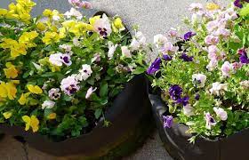 Perk up your patio with our picks for stylish planters and flower pots. Spring Flowers For Containers Planting Spring Flowers Smart Pot Blog
