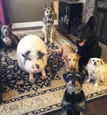 Pot Bellied Pig Happily Raised With 5 Dogs Thinks He S Just Like His Canine Crew Unlikely Animal Friends Pet Pigs Pot Belly Pigs
