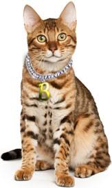 They are typically neither an 'aloof' cat who ignores you haughtily, nor a dull quiet cat. Buying A Bengal Cat Is This Beautiful Breed Right For You