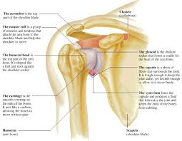 The shoulder has an incredible range of motion, but this these tendons are called the subscapularis tendon, the supraspinatus tendon, the infraspinatus. Pin On Anatomy