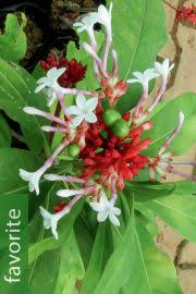 Image result for Rauvolfia mannii