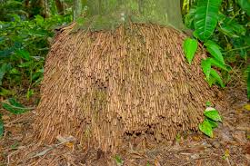 3 how deep do palm tree roots grow? Palm Tree Root System Photos Free Royalty Free Stock Photos From Dreamstime