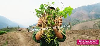 ĐẢNG SÂM RỪNG - HOA BAN FOOD™
