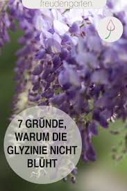 Blattlause Naturlich Ohne Chemie Bekampfen Blauregen Pflanzen Glyzinie Unkraut Im Garten