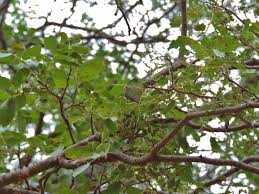 Image result for Brachystegia spiciformis