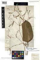 Image result for Marantochloa purpurea