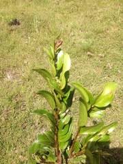 Image result for Anisophyllea quangensis