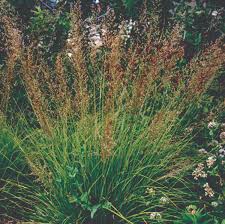 Image result for Sporobolus festivus