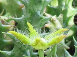 Image result for Orbea dummeri