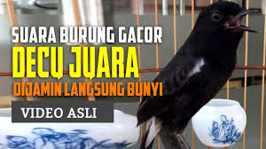 Jenis jenis burung dalam sejarah indonesia tercatat sebagai negara yang kaya akan hasil alamnya termasuk flora dan fauna dengan kekayaan yang melimpah kita sebagai. Terapi Ampuh Untuk Decu Bahan Biar Cepet Ngeplong Decu Gacor Juara Youtube