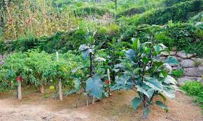 How often you water your garden also depends on the climate where you live. How Often Should I Water My Vegetable Garden Miss Chen Garden Manage Gfinger Es La App De Jardineria Mas Profesional
