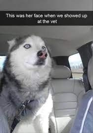 30 Funny Animal Memes To Make You Laugh Till You Drop Lovely Animals World Husky Funny Funny Animals Funny Animal Memes
